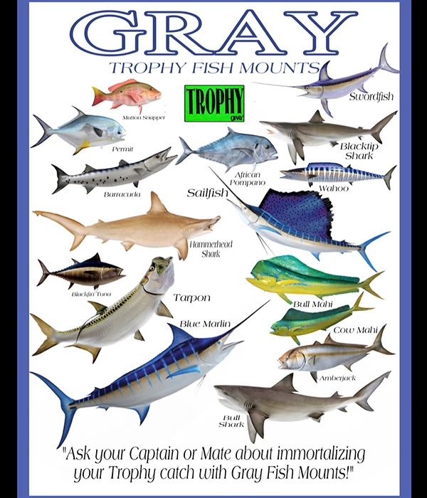 offshore charter fishing