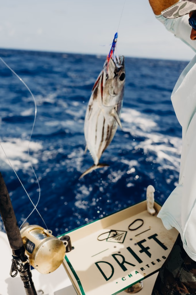 Skipjack tuna caught on a lure being lifted aboard a Drift Charters boat