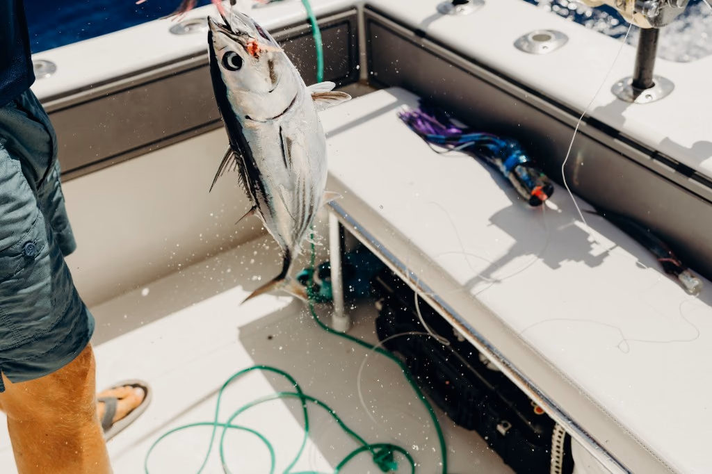 Skipjack tuna being lifted aboard Her Deal on a Drift Charters trip in St. Thomas