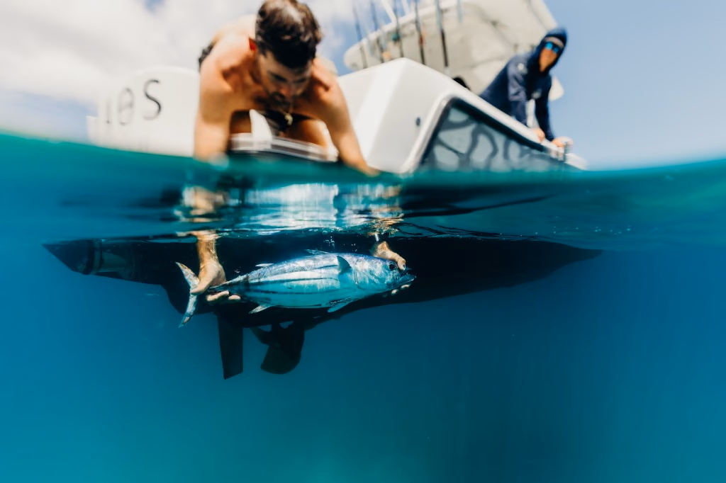 Angler releasing a skipjack tuna underwater beside the boat in St. Thomas